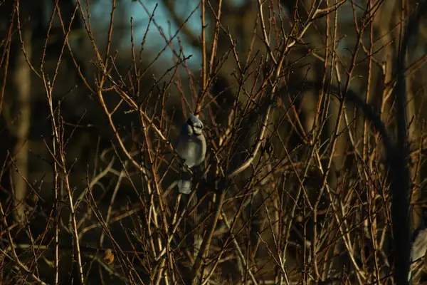Bu güzel mavi karga bu ağacın dallarına tünemişti. Uzuvların kış mevsimi nedeniyle yaprakları yok. Mavi tüyleri kahverengi sonbahar renklerinden.