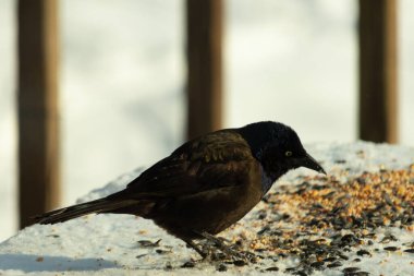 Bu güzel grackle biraz kuş yemi için masaya geldi. Siyah tüyler ışıkta parlıyor. Sarı gözler parlıyor gibi görünüyor. Beyaz kar bu güzel kuşun her yerinde..