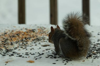 Kuş yeminin yanında çömelmiş büyük gri sincap. Kıllı kuyruk çok yumuşak görünüyor. Her yer karla kaplı. Kürkünde kırmızı röfleler olan sevimli bir kemirgen. O biraz yemek yemeye hazır..