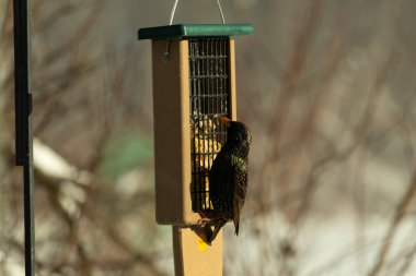 Bu güzel sığırcık süet besleyicinin kenarına tutunuyor. Tüyleri, suyun içindeki yağ gibi güzel bir gökkuşağı renginde parlıyor. Her tarafı benekli siyah noktalar..