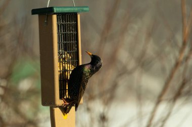 Bu güzel sığırcık süet besleyicinin kenarına tutunuyor. Tüyleri, suyun içindeki yağ gibi güzel bir gökkuşağı renginde parlıyor. Her tarafı benekli siyah noktalar..