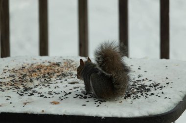 Kuş yeminin yanında çömelmiş büyük gri sincap. Kıllı kuyruk çok yumuşak görünüyor. Her yer karla kaplı. Kürkünde kırmızı röfleler olan sevimli bir kemirgen. O biraz yemek yemeye hazır..