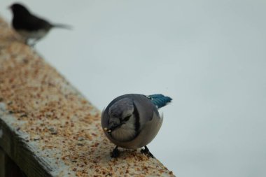 Bu şirin mavi karga tırabzana tünemiş, yiyecek arıyor. Bu kuşun her yerinde kuş yemi var. Corvid 'in beyaz, siyah ve mavi ile güzel renkleri var. Her yerde beyaz bir arka plan var..