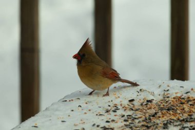 Güzel renkli kadın kardinal karla kaplı bir masaya tünemiş. Etrafı beyaz renklerle kaplıydı. O, kuş yemi ile çevrilidir. Bakır kırmızısı renkleri erkekten daha az canlı..