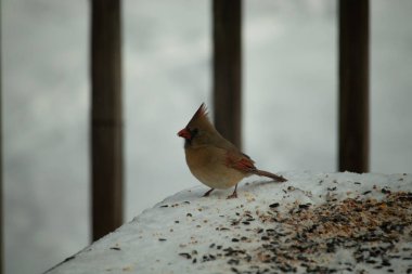 Güzel renkli kadın kardinal karla kaplı bir masaya tünemiş. Etrafı beyaz renklerle kaplıydı. O, kuş yemi ile çevrilidir. Bakır kırmızısı renkleri erkekten daha az canlı..