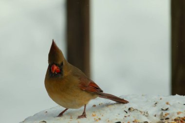 Güzel renkli kadın kardinal karla kaplı bir masaya tünemiş. Etrafı beyaz renklerle kaplıydı. O, kuş yemi ile çevrilidir. Bakır kırmızısı renkleri erkekten daha az canlı..