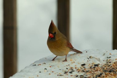 Güzel renkli kadın kardinal karla kaplı bir masaya tünemiş. Etrafı beyaz renklerle kaplıydı. O, kuş yemi ile çevrilidir. Bakır kırmızısı renkleri erkekten daha az canlı..