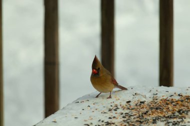 Güzel renkli kadın kardinal karla kaplı bir masaya tünemiş. Etrafı beyaz renklerle kaplıydı. O, kuş yemi ile çevrilidir. Bakır kırmızısı renkleri erkekten daha az canlı..