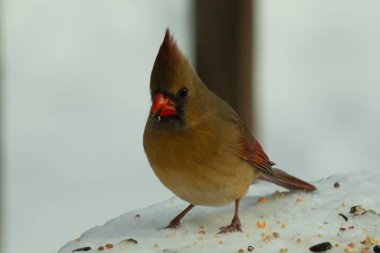 Güzel renkli kadın kardinal karla kaplı bir masaya tünemiş. Etrafı beyaz renklerle kaplıydı. O, kuş yemi ile çevrilidir. Bakır kırmızısı renkleri erkekten daha az canlı..