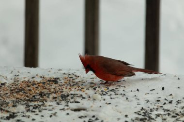 Bu güzel erkek kardinal her tarafında kuş yemi olan karda oturuyor. Tüylerinin parlak kırmızı rengi beyaz arka planda göze çarpıyor. Mohawk 'ı dimdik ayakta..