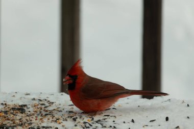 Bu güzel erkek kardinal her tarafında kuş yemi olan karda oturuyor. Tüylerinin parlak kırmızı rengi beyaz arka planda göze çarpıyor. Mohawk 'ı dimdik ayakta..