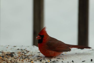 Bu güzel erkek kardinal her tarafında kuş yemi olan karda oturuyor. Tüylerinin parlak kırmızı rengi beyaz arka planda göze çarpıyor. Mohawk 'ı dimdik ayakta..