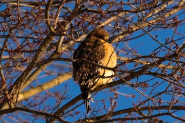 Bu güzel kırmızı omuzlu şahin ağaca tünemiş avından saklanmaya çalışıyor. Tüylerinin beyaz benekleri göze çarpıyor. Sonbahar mevsimi nedeniyle dalların yaprakları yok..