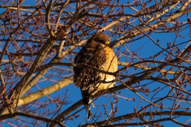 Bu güzel kırmızı omuzlu şahin ağaca tünemiş avından saklanmaya çalışıyor. Tüylerinin beyaz benekleri göze çarpıyor. Sonbahar mevsimi nedeniyle dalların yaprakları yok..