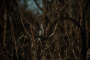 Bu güzel mavi karga bu ağacın dallarına tünemişti. Uzuvların kış mevsimi nedeniyle yaprakları yok. Mavi tüyleri kahverengi sonbahar renklerinden.
