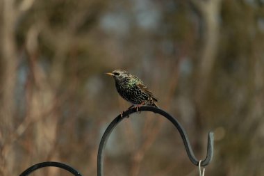 Bu sığırcık siyah metal çubuğun üzerine tünemiş ve uçmaya hazırlanıyor. Tüylerin üzerindeki güzel renkler gökkuşağı ya da sudaki yağ gibi parlıyor. Beyaz lekeler yıldıza benziyor..
