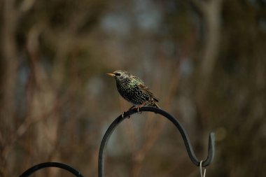 Bu sığırcık siyah metal çubuğun üzerine tünemiş ve uçmaya hazırlanıyor. Tüylerin üzerindeki güzel renkler gökkuşağı ya da sudaki yağ gibi parlıyor. Beyaz lekeler yıldıza benziyor..