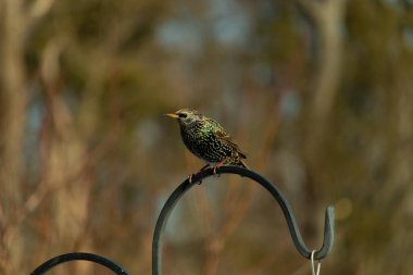 Bu sığırcık siyah metal çubuğun üzerine tünemiş ve uçmaya hazırlanıyor. Tüylerin üzerindeki güzel renkler gökkuşağı ya da sudaki yağ gibi parlıyor. Beyaz lekeler yıldıza benziyor..