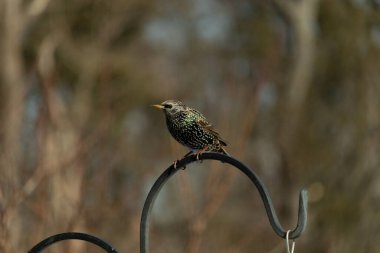 Bu sığırcık siyah metal çubuğun üzerine tünemiş ve uçmaya hazırlanıyor. Tüylerin üzerindeki güzel renkler gökkuşağı ya da sudaki yağ gibi parlıyor. Beyaz lekeler yıldıza benziyor..