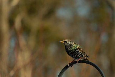 Bu sığırcık siyah metal çubuğun üzerine tünemiş ve uçmaya hazırlanıyor. Tüylerin üzerindeki güzel renkler gökkuşağı ya da sudaki yağ gibi parlıyor. Beyaz lekeler yıldıza benziyor..