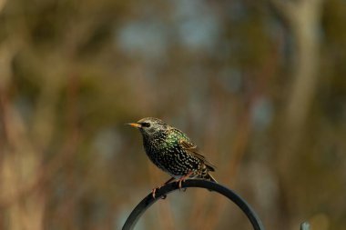 Bu sığırcık siyah metal çubuğun üzerine tünemiş ve uçmaya hazırlanıyor. Tüylerin üzerindeki güzel renkler gökkuşağı ya da sudaki yağ gibi parlıyor. Beyaz lekeler yıldıza benziyor..