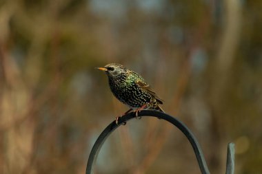 Bu sığırcık siyah metal çubuğun üzerine tünemiş ve uçmaya hazırlanıyor. Tüylerin üzerindeki güzel renkler gökkuşağı ya da sudaki yağ gibi parlıyor. Beyaz lekeler yıldıza benziyor..