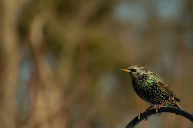 Bu sığırcık siyah metal çubuğun üzerine tünemiş ve uçmaya hazırlanıyor. Tüylerin üzerindeki güzel renkler gökkuşağı ya da sudaki yağ gibi parlıyor. Beyaz lekeler yıldıza benziyor..