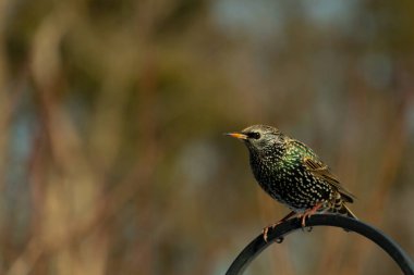 Bu sığırcık siyah metal çubuğun üzerine tünemiş ve uçmaya hazırlanıyor. Tüylerin üzerindeki güzel renkler gökkuşağı ya da sudaki yağ gibi parlıyor. Beyaz lekeler yıldıza benziyor..