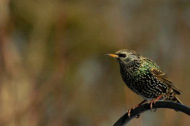 Bu sığırcık siyah metal çubuğun üzerine tünemiş ve uçmaya hazırlanıyor. Tüylerin üzerindeki güzel renkler gökkuşağı ya da sudaki yağ gibi parlıyor. Beyaz lekeler yıldıza benziyor..