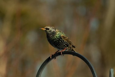 Bu sığırcık siyah metal çubuğun üzerine tünemiş ve uçmaya hazırlanıyor. Tüylerin üzerindeki güzel renkler gökkuşağı ya da sudaki yağ gibi parlıyor. Beyaz lekeler yıldıza benziyor..