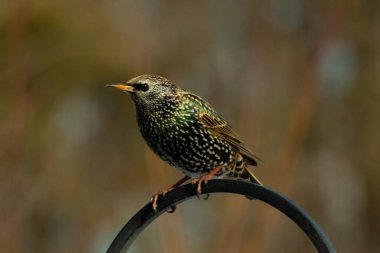 Bu sığırcık siyah metal çubuğun üzerine tünemiş ve uçmaya hazırlanıyor. Tüylerin üzerindeki güzel renkler gökkuşağı ya da sudaki yağ gibi parlıyor. Beyaz lekeler yıldıza benziyor..