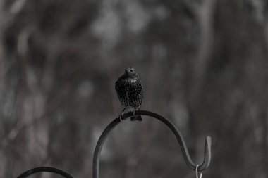 Bu sığırcık siyah metal çubuğun üzerine tünemiş ve uçmaya hazırlanıyor. Tüylerin üzerindeki güzel renkler gökkuşağı ya da sudaki yağ gibi parlıyor. Beyaz lekeler yıldıza benziyor..