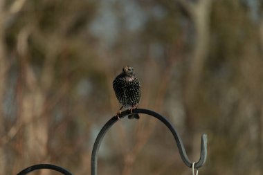 Bu sığırcık siyah metal çubuğun üzerine tünemiş ve uçmaya hazırlanıyor. Tüylerin üzerindeki güzel renkler gökkuşağı ya da sudaki yağ gibi parlıyor. Beyaz lekeler yıldıza benziyor..