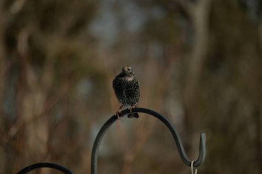 Bu sığırcık siyah metal çubuğun üzerine tünemiş ve uçmaya hazırlanıyor. Tüylerin üzerindeki güzel renkler gökkuşağı ya da sudaki yağ gibi parlıyor. Beyaz lekeler yıldıza benziyor..