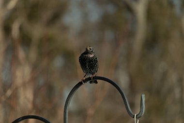 Bu sığırcık siyah metal çubuğun üzerine tünemiş ve uçmaya hazırlanıyor. Tüylerin üzerindeki güzel renkler gökkuşağı ya da sudaki yağ gibi parlıyor. Beyaz lekeler yıldıza benziyor..