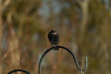 Bu sığırcık siyah metal çubuğun üzerine tünemiş ve uçmaya hazırlanıyor. Tüylerin üzerindeki güzel renkler gökkuşağı ya da sudaki yağ gibi parlıyor. Beyaz lekeler yıldıza benziyor..