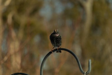 Bu sığırcık siyah metal çubuğun üzerine tünemiş ve uçmaya hazırlanıyor. Tüylerin üzerindeki güzel renkler gökkuşağı ya da sudaki yağ gibi parlıyor. Beyaz lekeler yıldıza benziyor..