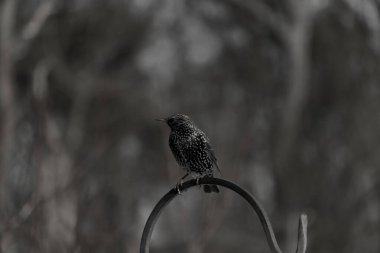 Bu sığırcık siyah metal çubuğun üzerine tünemiş ve uçmaya hazırlanıyor. Tüylerin üzerindeki güzel renkler gökkuşağı ya da sudaki yağ gibi parlıyor. Beyaz lekeler yıldıza benziyor..