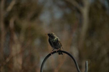 Bu sığırcık siyah metal çubuğun üzerine tünemiş ve uçmaya hazırlanıyor. Tüylerin üzerindeki güzel renkler gökkuşağı ya da sudaki yağ gibi parlıyor. Beyaz lekeler yıldıza benziyor..