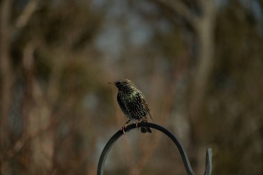 Bu sığırcık siyah metal çubuğun üzerine tünemiş ve uçmaya hazırlanıyor. Tüylerin üzerindeki güzel renkler gökkuşağı ya da sudaki yağ gibi parlıyor. Beyaz lekeler yıldıza benziyor..