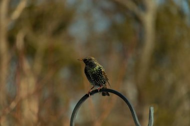 Bu sığırcık siyah metal çubuğun üzerine tünemiş ve uçmaya hazırlanıyor. Tüylerin üzerindeki güzel renkler gökkuşağı ya da sudaki yağ gibi parlıyor. Beyaz lekeler yıldıza benziyor..