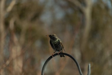 Bu sığırcık siyah metal çubuğun üzerine tünemiş ve uçmaya hazırlanıyor. Tüylerin üzerindeki güzel renkler gökkuşağı ya da sudaki yağ gibi parlıyor. Beyaz lekeler yıldıza benziyor..