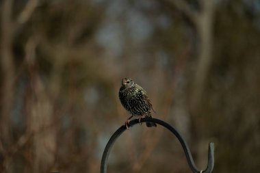 Bu sığırcık siyah metal çubuğun üzerine tünemiş ve uçmaya hazırlanıyor. Tüylerin üzerindeki güzel renkler gökkuşağı ya da sudaki yağ gibi parlıyor. Beyaz lekeler yıldıza benziyor..