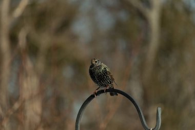 Bu sığırcık siyah metal çubuğun üzerine tünemiş ve uçmaya hazırlanıyor. Tüylerin üzerindeki güzel renkler gökkuşağı ya da sudaki yağ gibi parlıyor. Beyaz lekeler yıldıza benziyor..