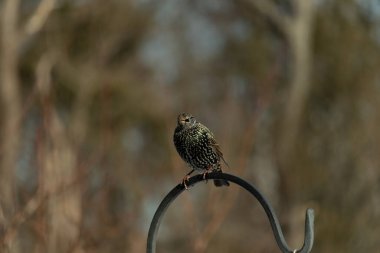 Bu sığırcık siyah metal çubuğun üzerine tünemiş ve uçmaya hazırlanıyor. Tüylerin üzerindeki güzel renkler gökkuşağı ya da sudaki yağ gibi parlıyor. Beyaz lekeler yıldıza benziyor..