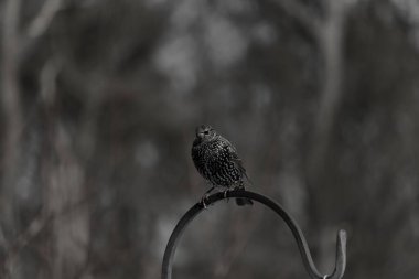 Bu sığırcık siyah metal çubuğun üzerine tünemiş ve uçmaya hazırlanıyor. Tüylerin üzerindeki güzel renkler gökkuşağı ya da sudaki yağ gibi parlıyor. Beyaz lekeler yıldıza benziyor..