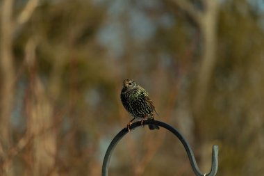 Bu sığırcık siyah metal çubuğun üzerine tünemiş ve uçmaya hazırlanıyor. Tüylerin üzerindeki güzel renkler gökkuşağı ya da sudaki yağ gibi parlıyor. Beyaz lekeler yıldıza benziyor..