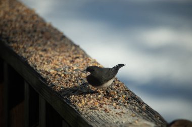 Siyah gözlü bir Junco, tohumlarla kaplı tahta bir tahtanın üzerinde sola dönük duruyor. Koyu gri tüyleri sarı ve beyaz arka planla çelişiyor. Kuşun gagası hafifçe açık.