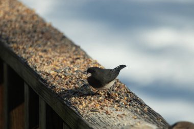 Siyah gözlü bir Junco, tohumlarla kaplı tahta bir tahtanın üzerinde sola dönük duruyor. Koyu gri tüyleri sarı ve beyaz arka planla çelişiyor. Kuşun gagası hafifçe açık.