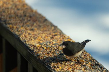 Siyah gözlü bir Junco, tohumlarla kaplı tahta bir tahtanın üzerinde sola dönük duruyor. Koyu gri tüyleri sarı ve beyaz arka planla çelişiyor. Kuşun gagası hafifçe açık.